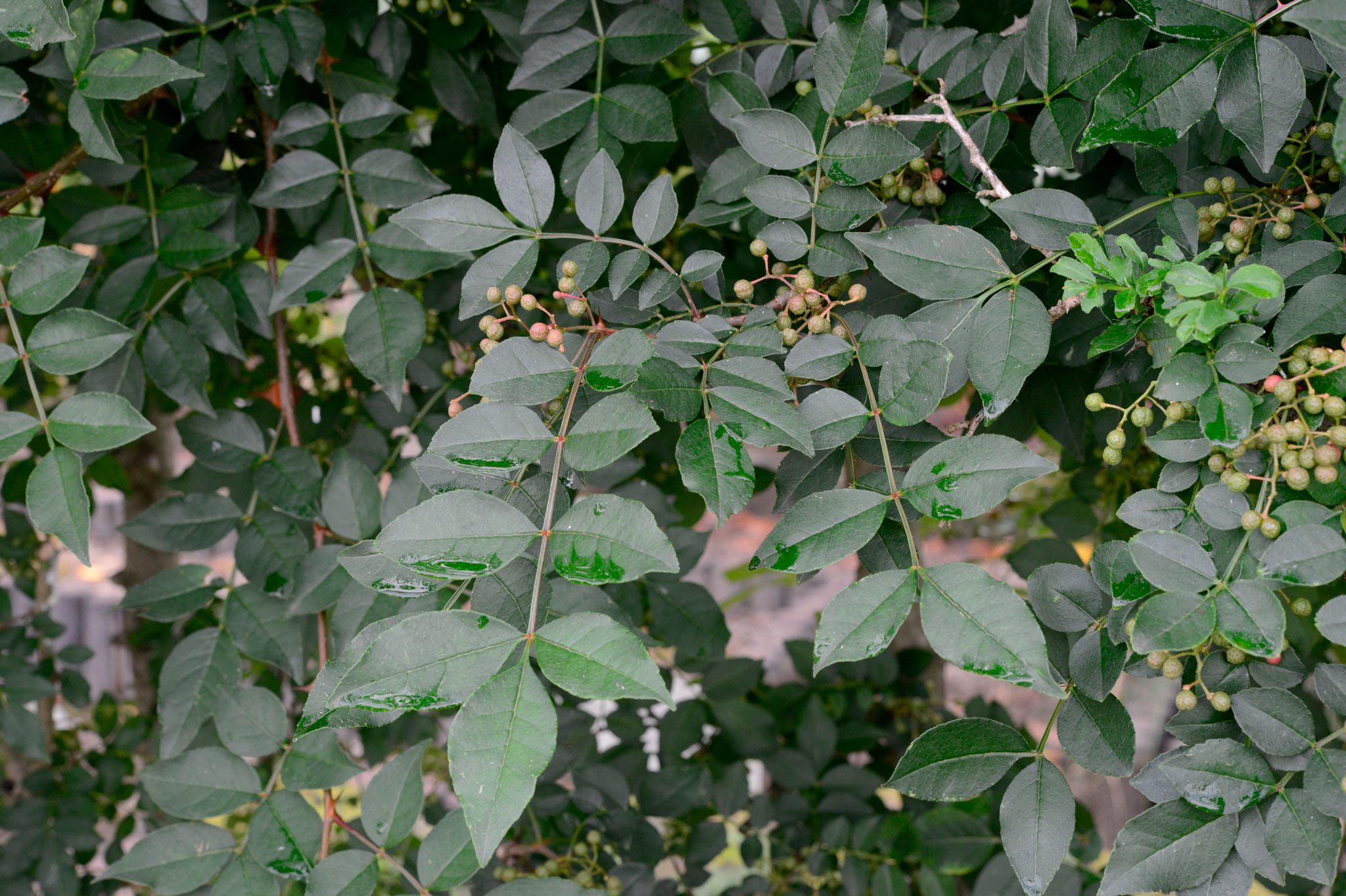 カホクザンショウ