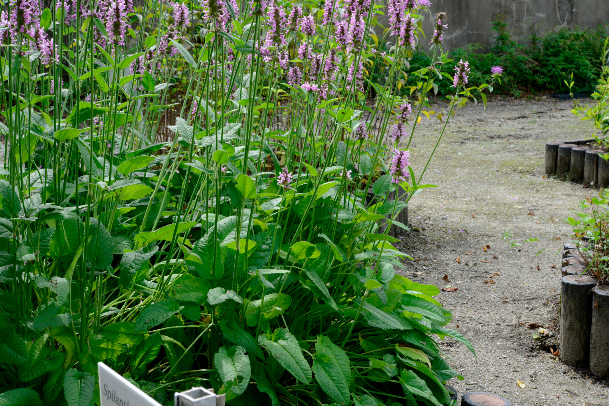 カッコウチョロギ