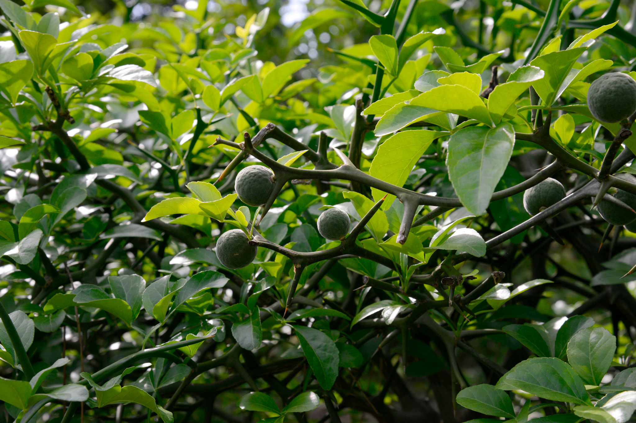 カッコウチョロギ