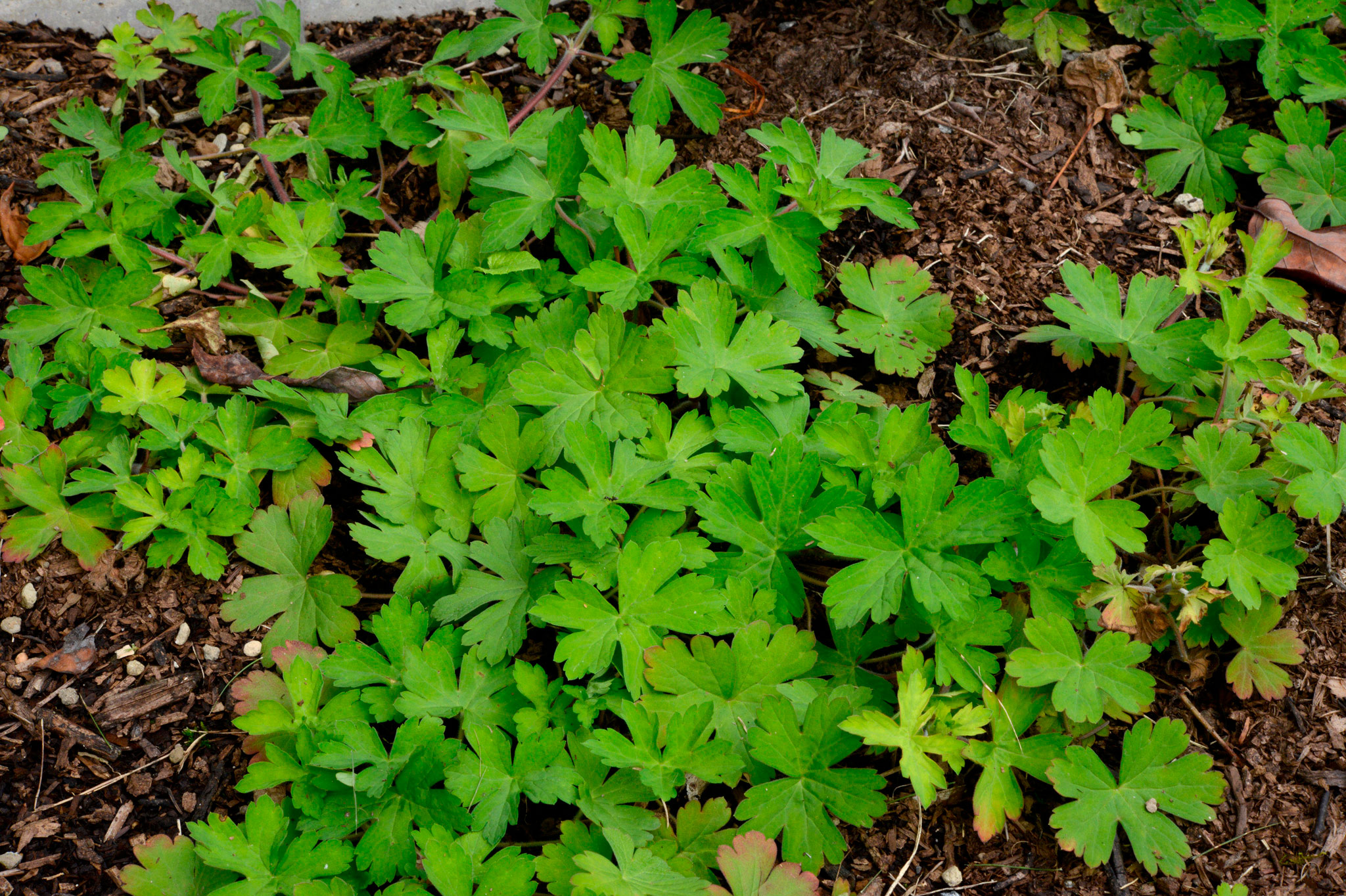 ゲンノショウコ