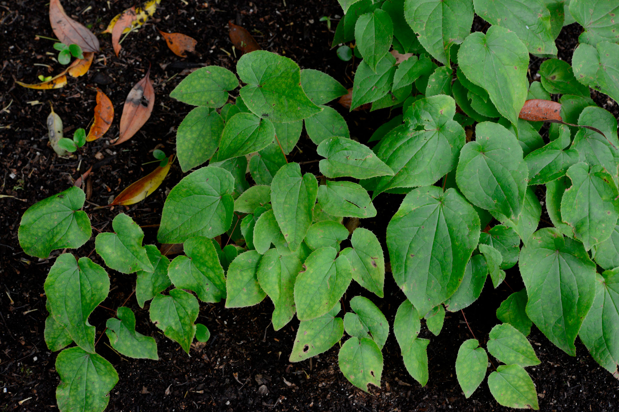 キバナイカリソウ