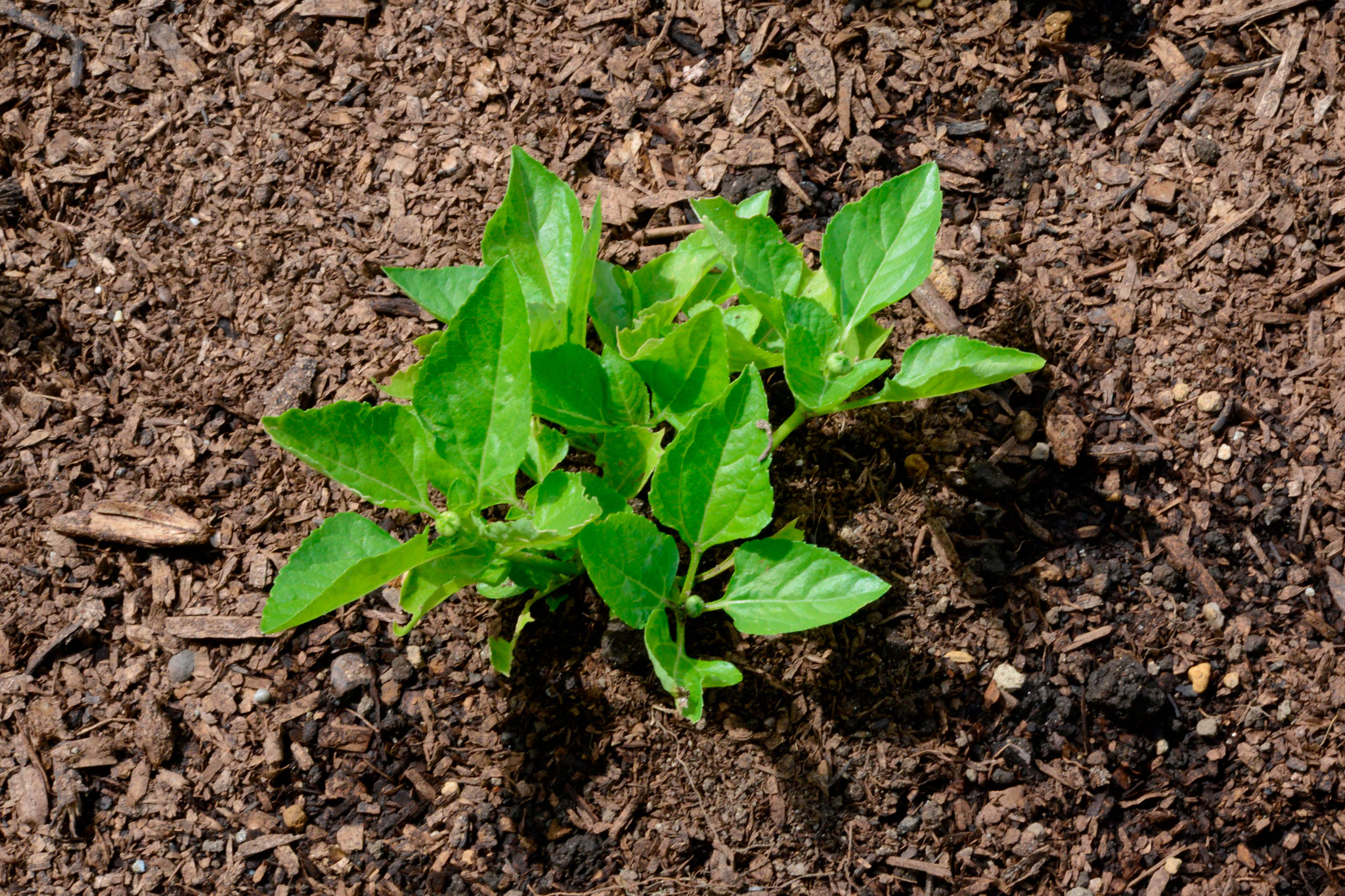 キバナオランダセンニチ