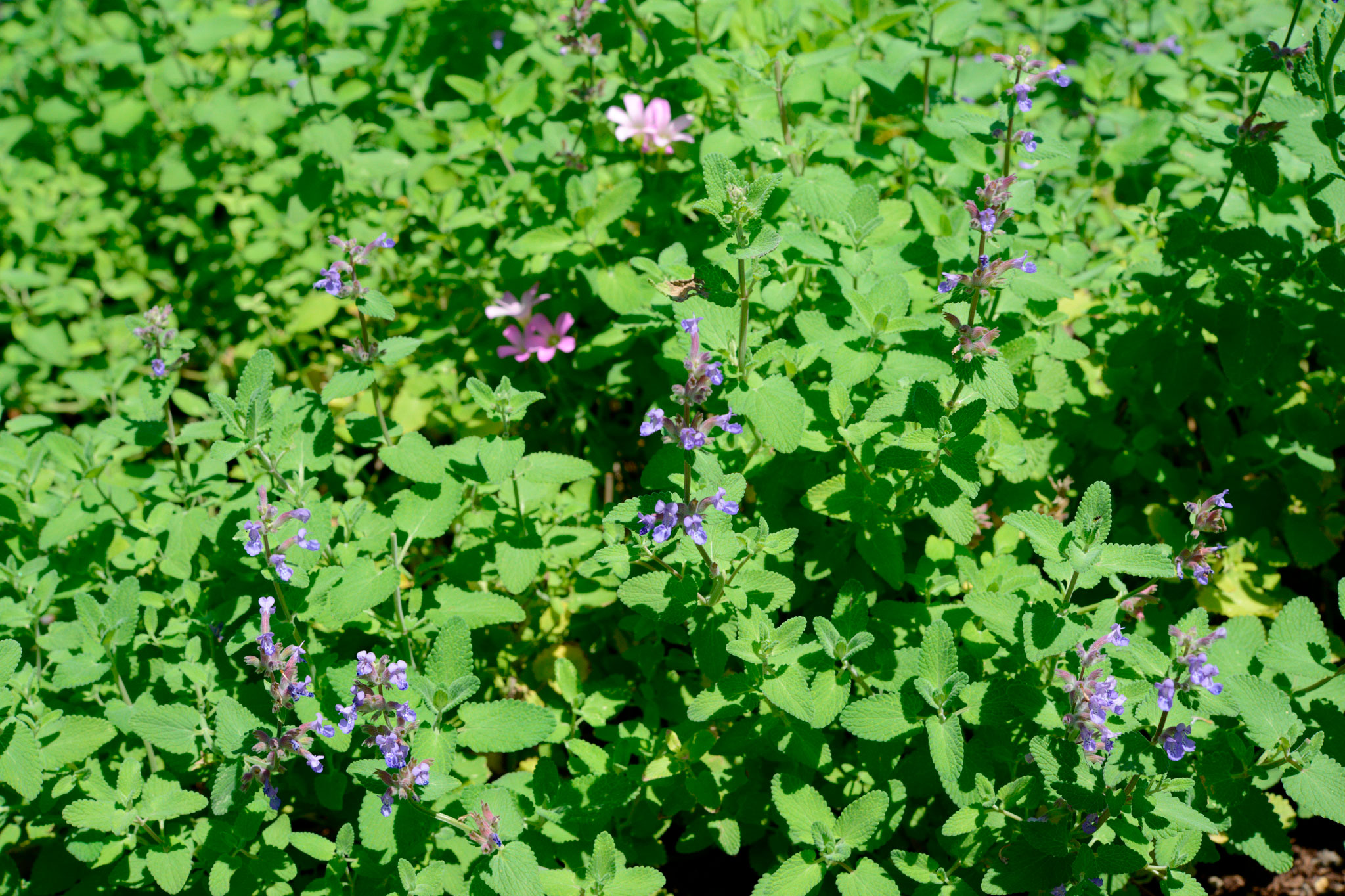 キャットミント