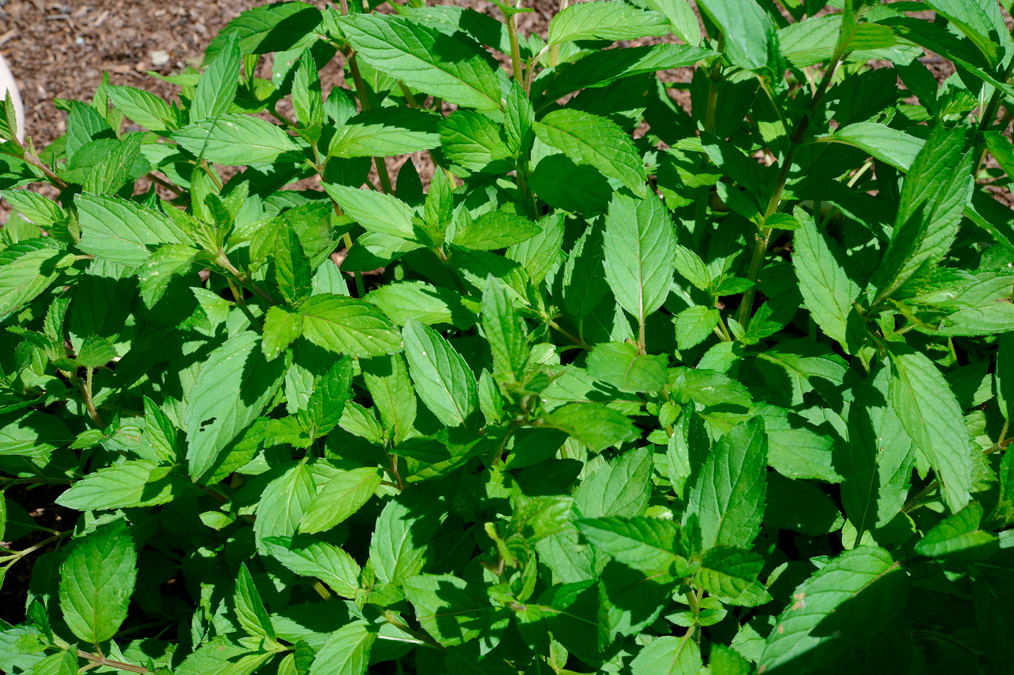 コショウハッカ