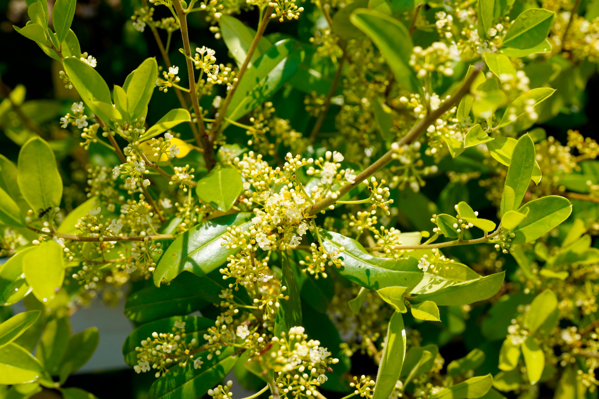 イェルバ・マテ