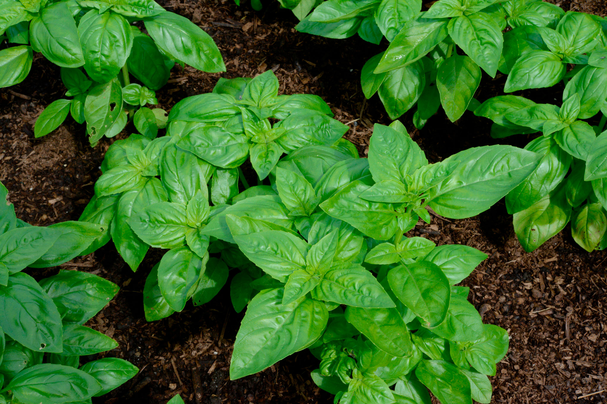 バジル