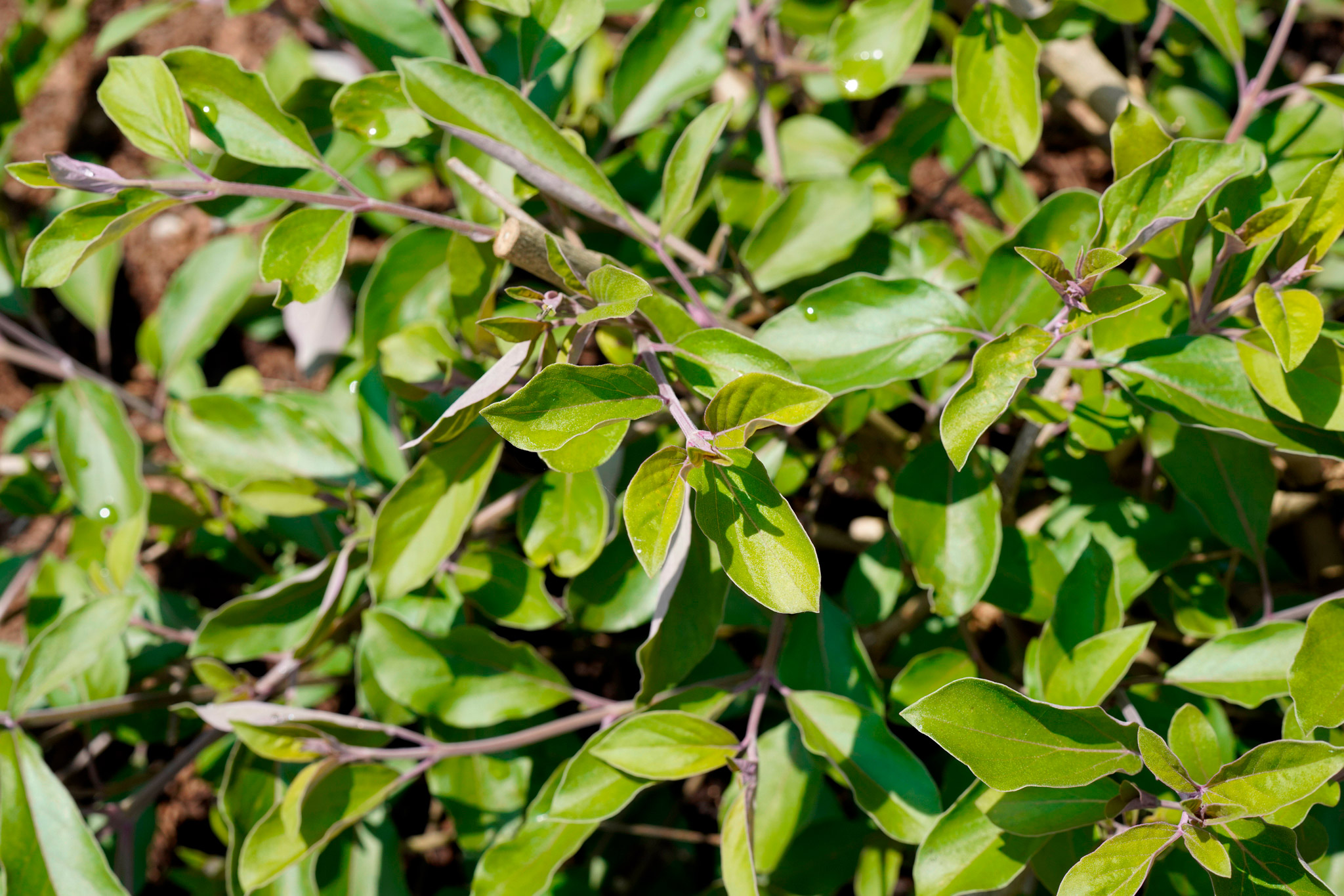 ミツバハマゴウ