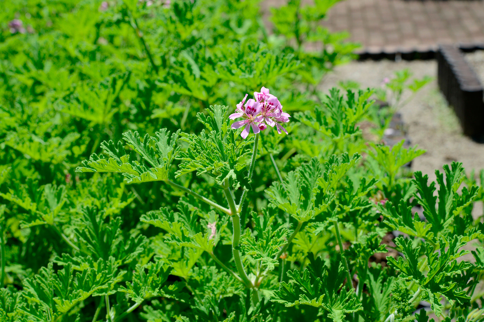 ニオイテンジクアオイ