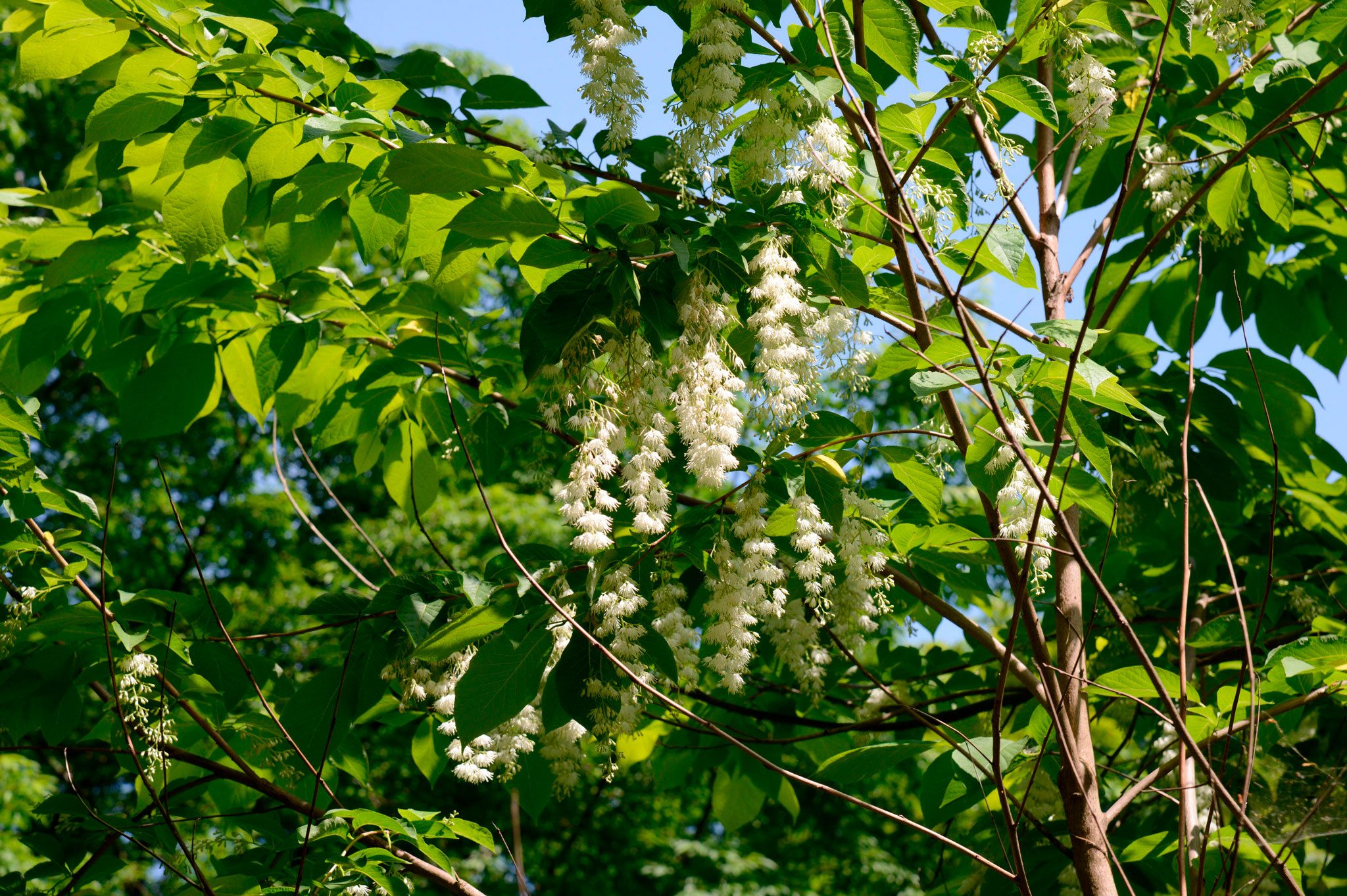 オオバアサガラ