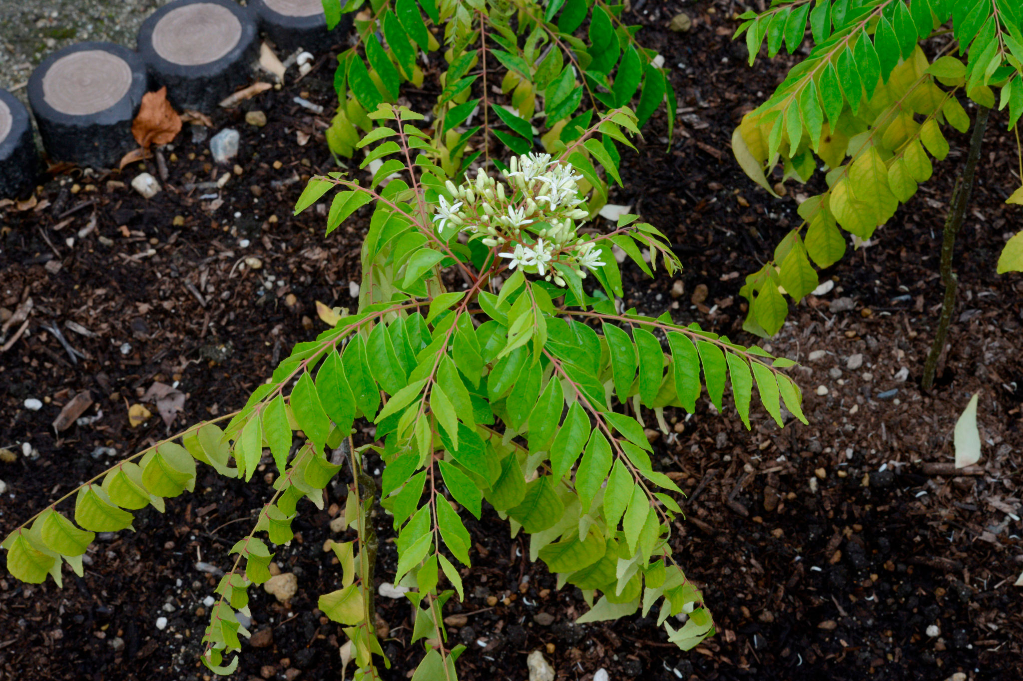 オオバゲッキツ