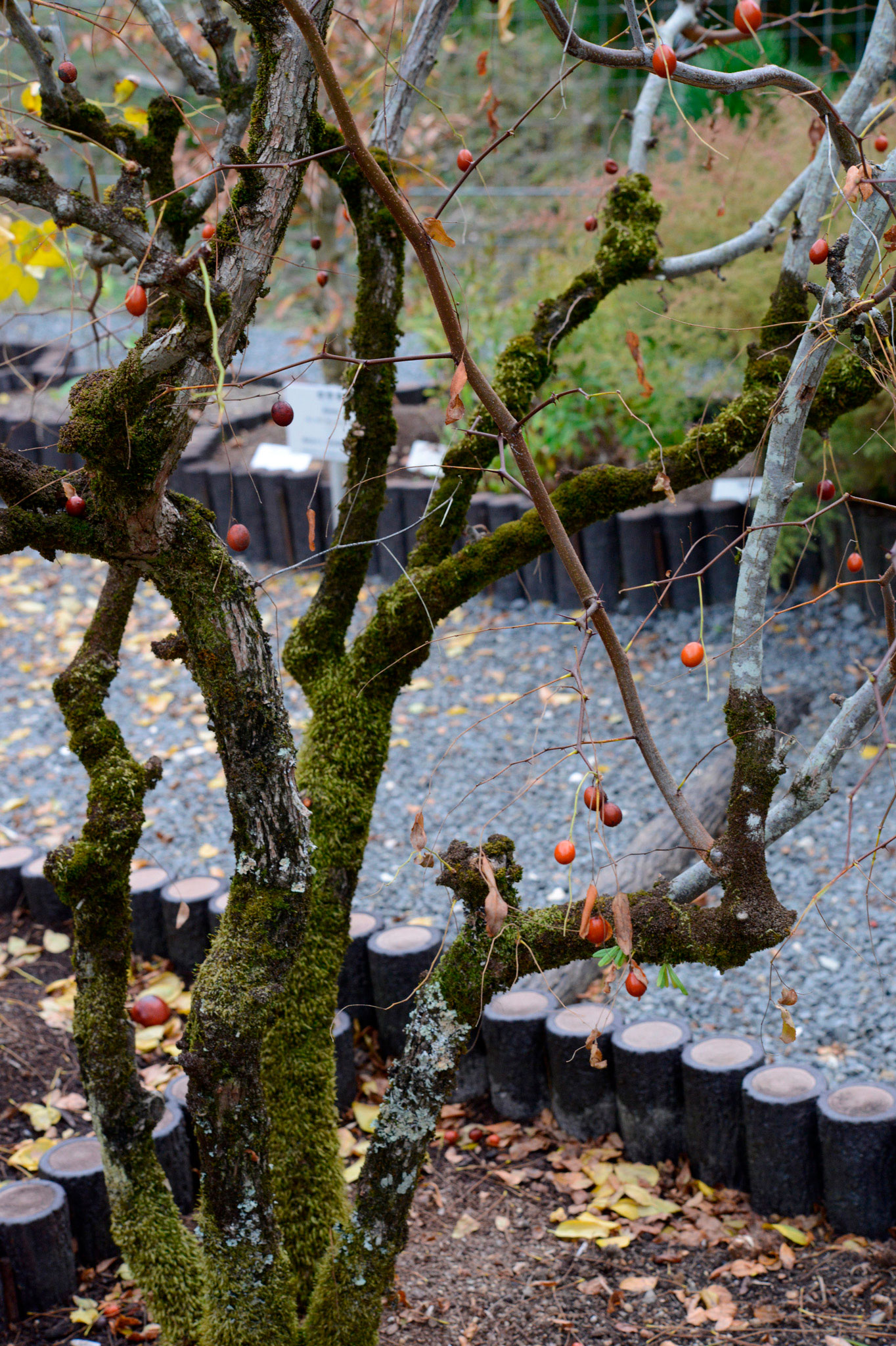 サネブトナツメ