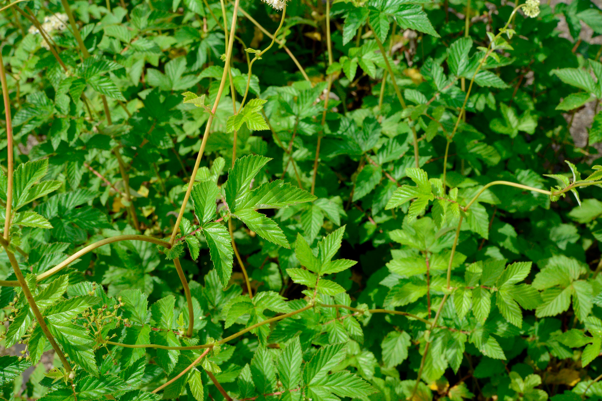 セイヨウナツユキソウ