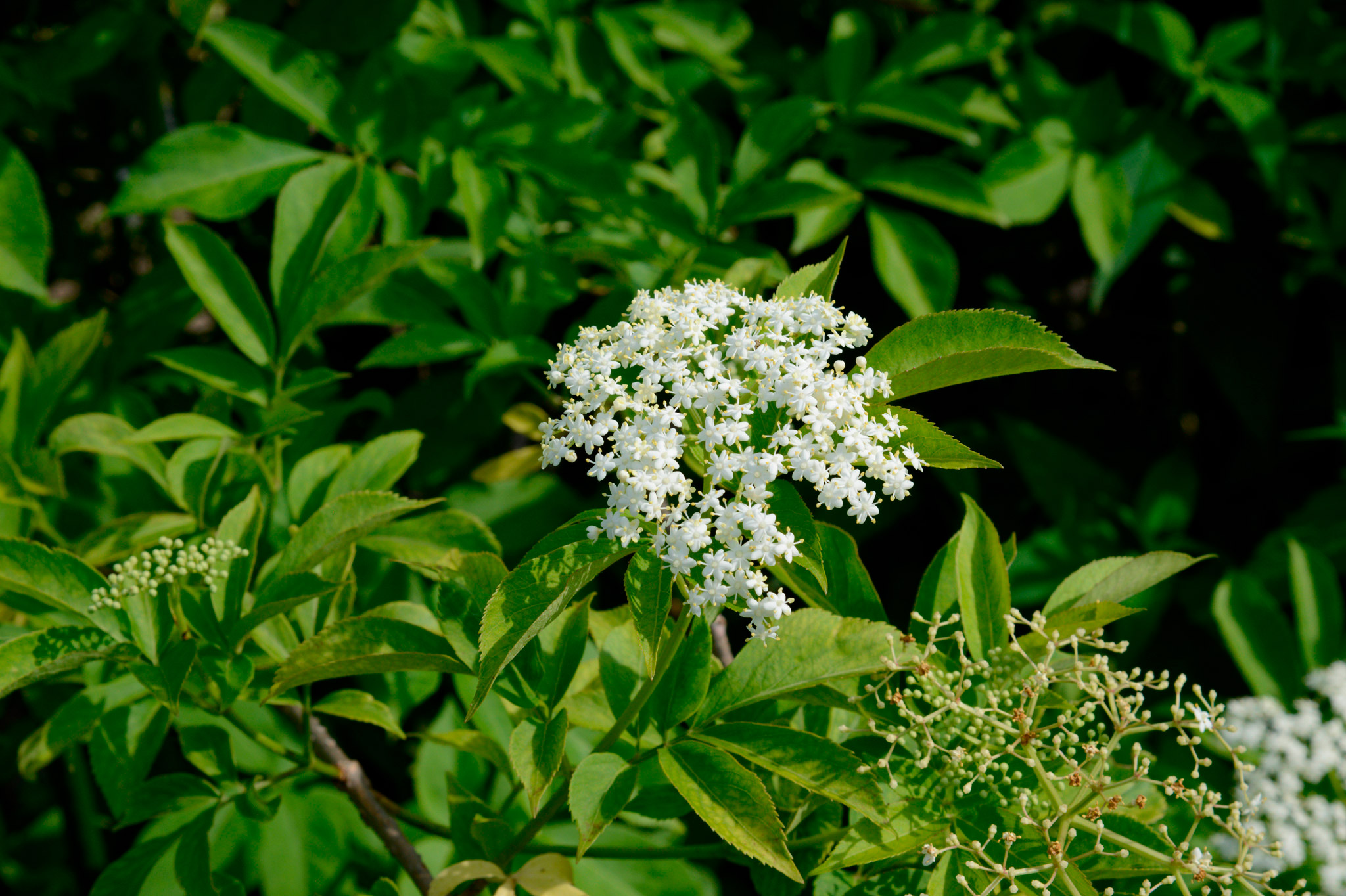 セイヨウニワトコ