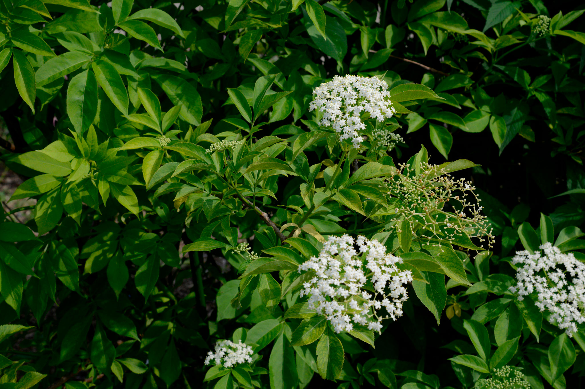 セイヨウニワトコ