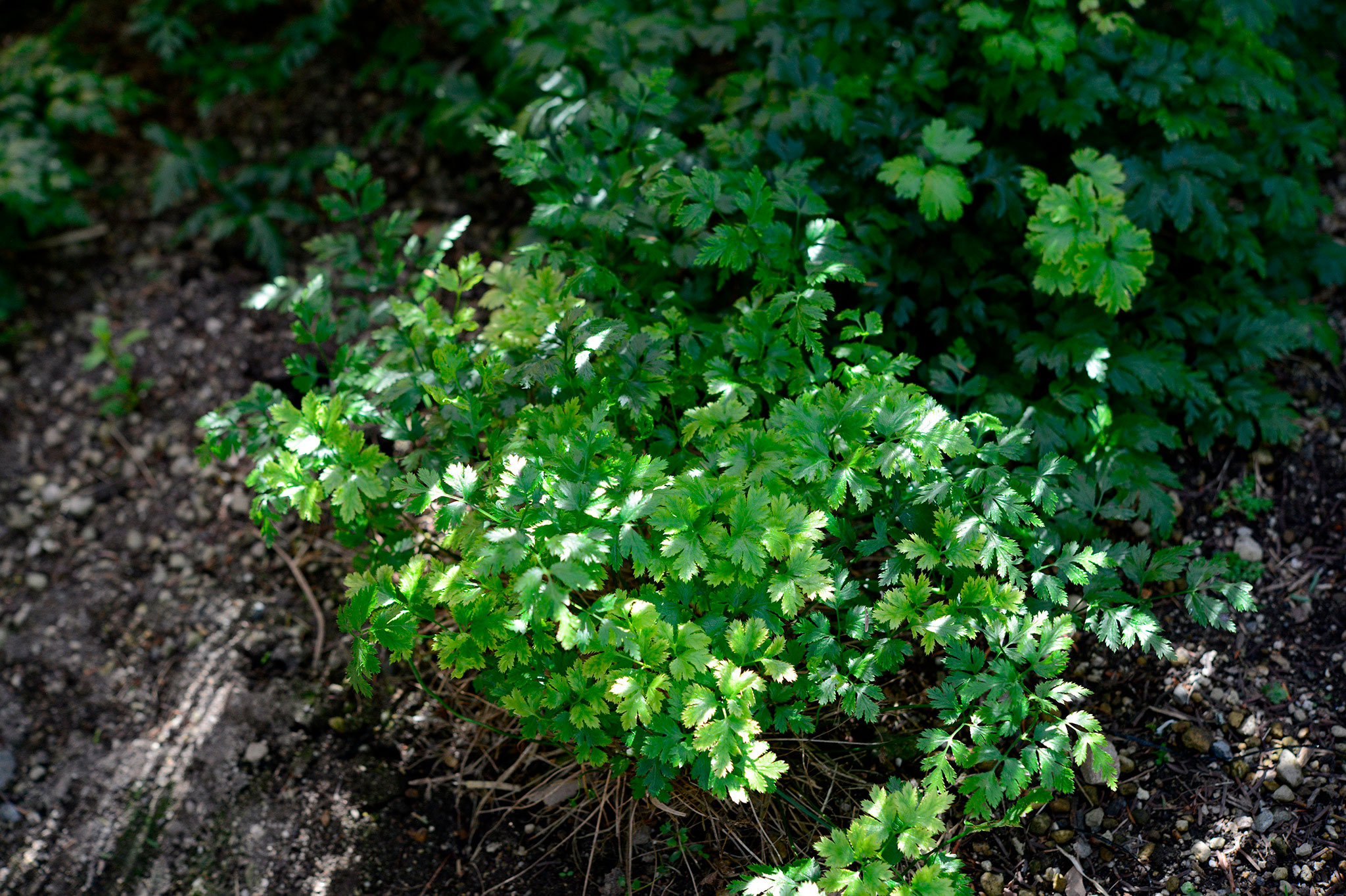 セリバオウレン