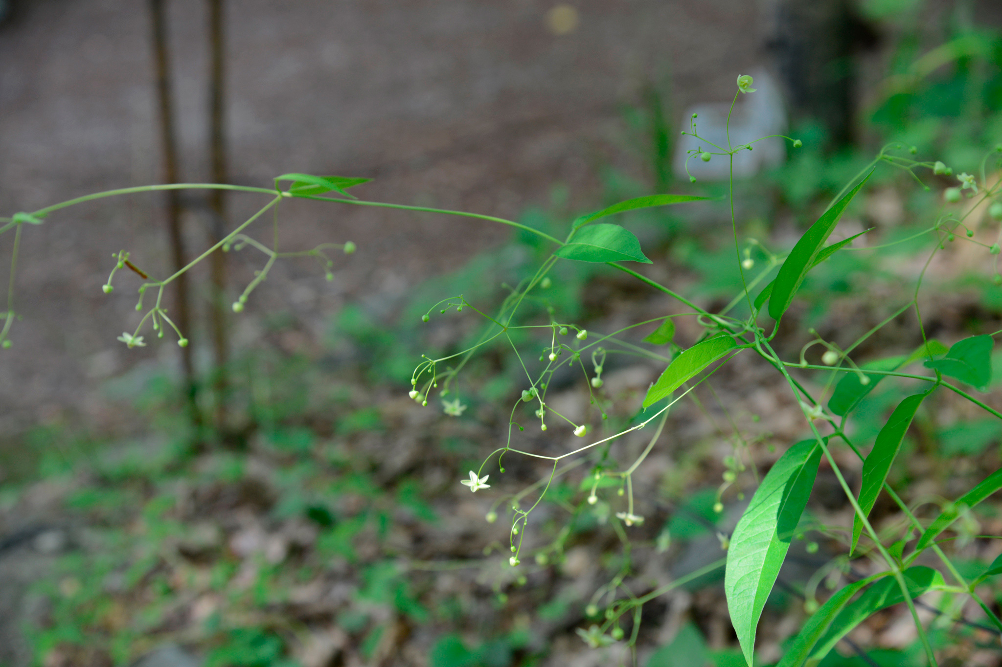 シロバナクサナギオゴケ