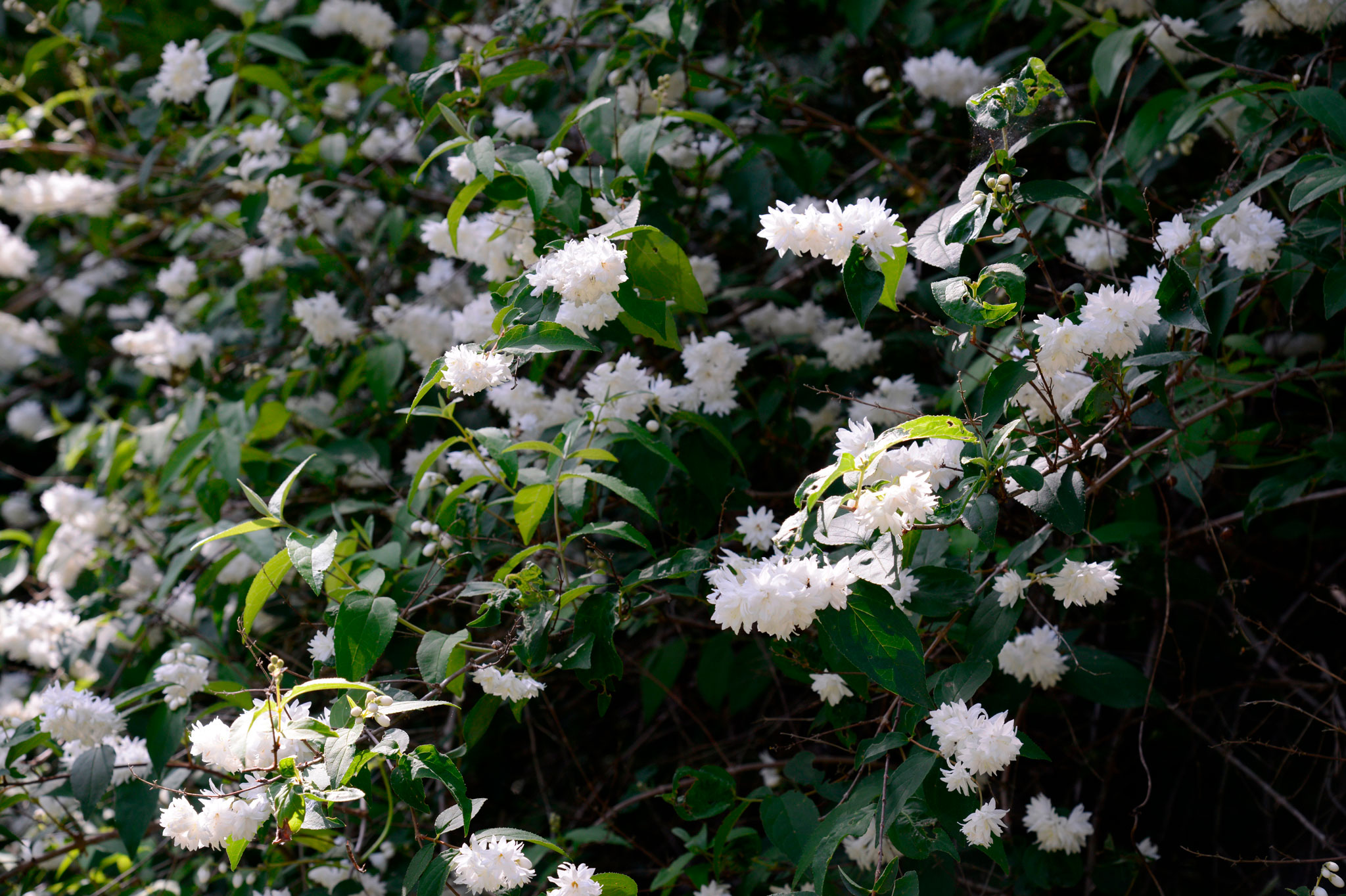 シロバナヤエウツギ