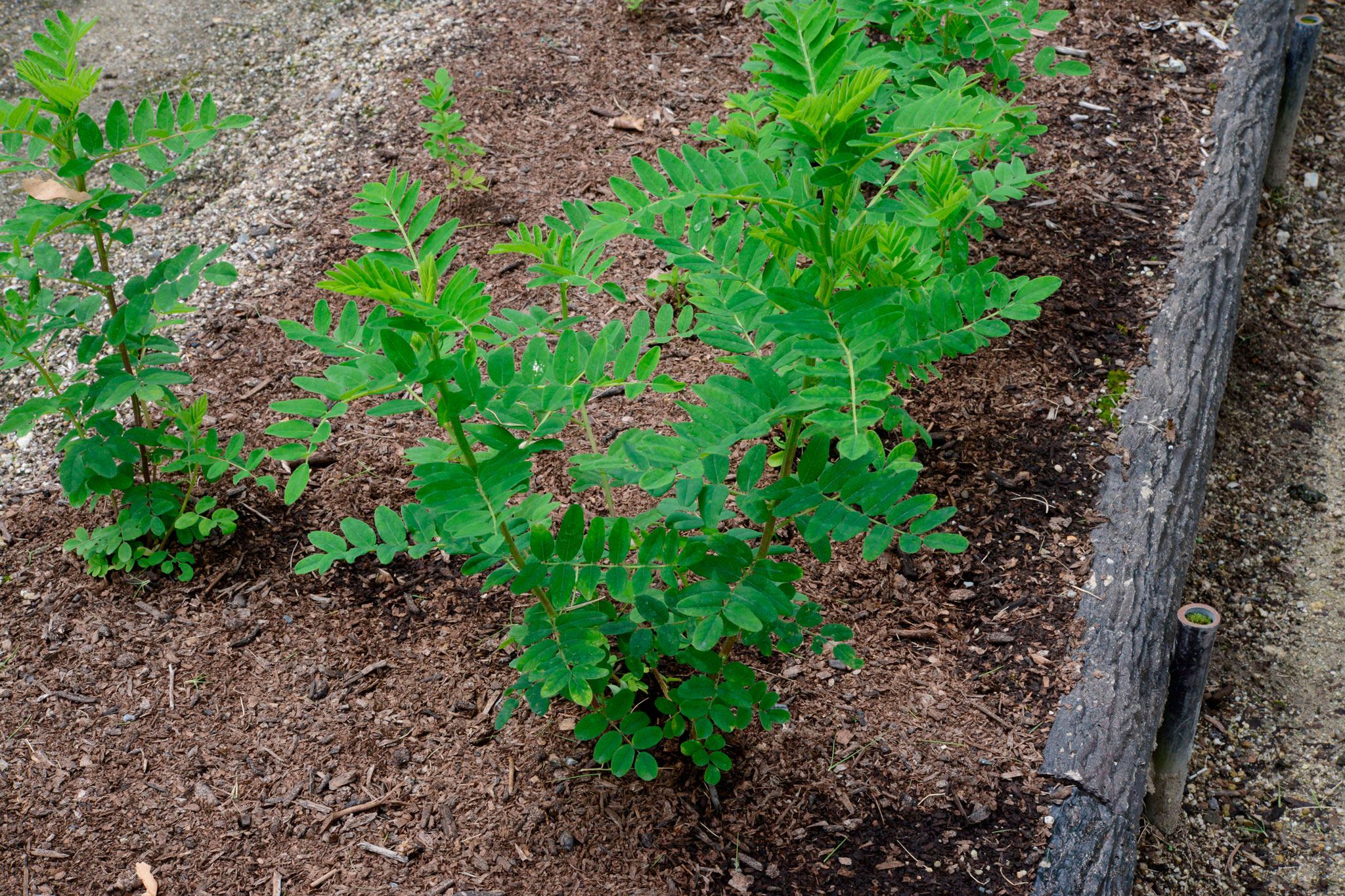 タイツリオウギ