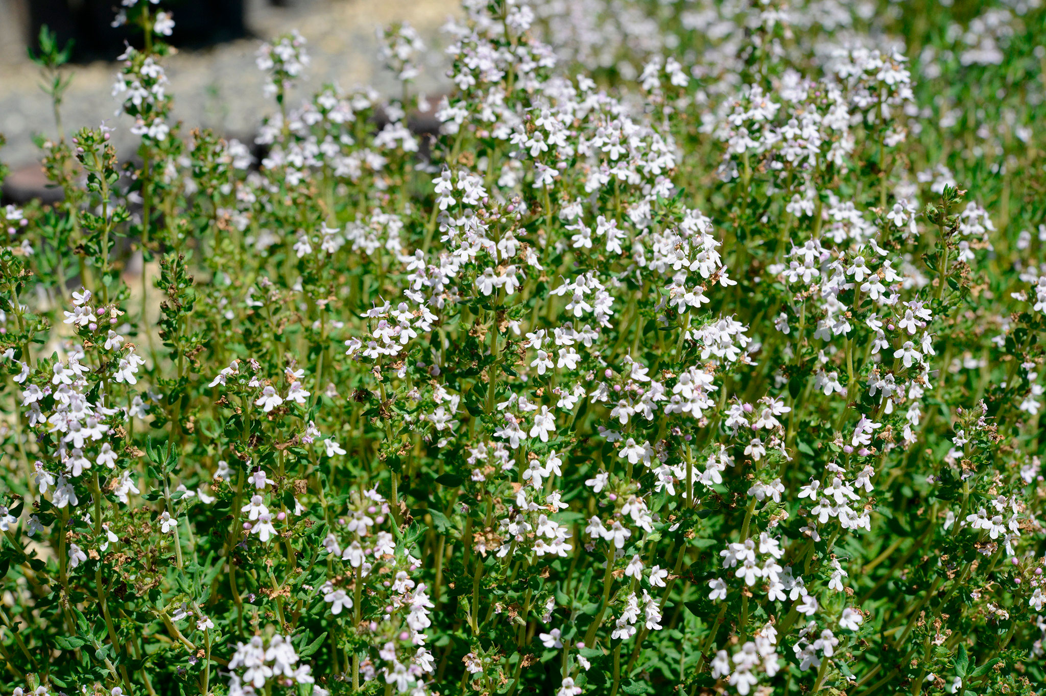 タチジャコウソウ