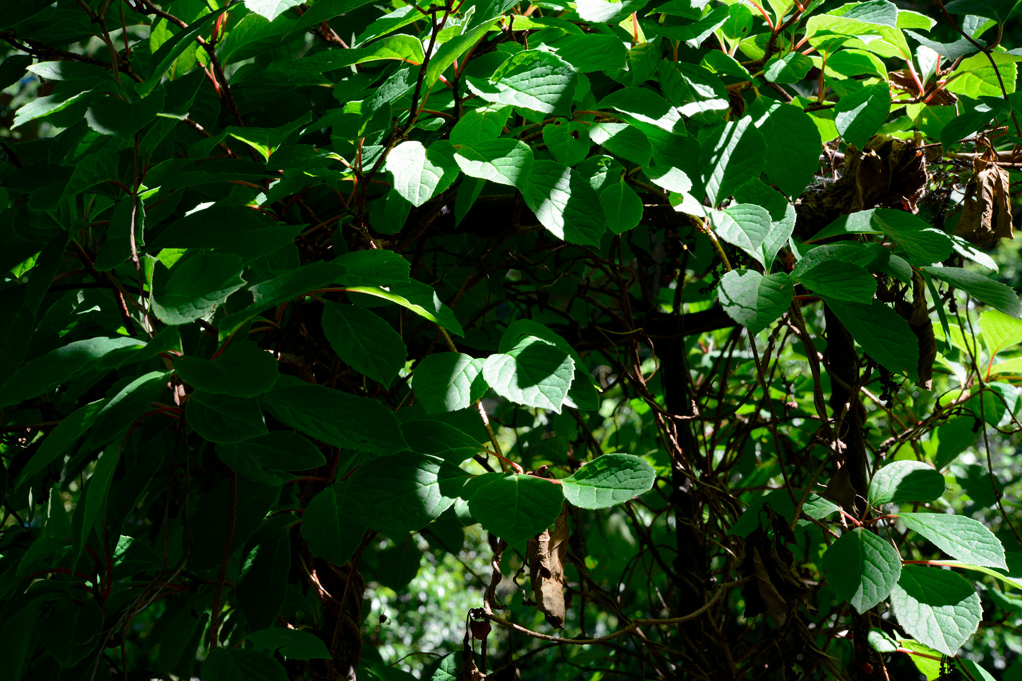 チョウセンゴミシ