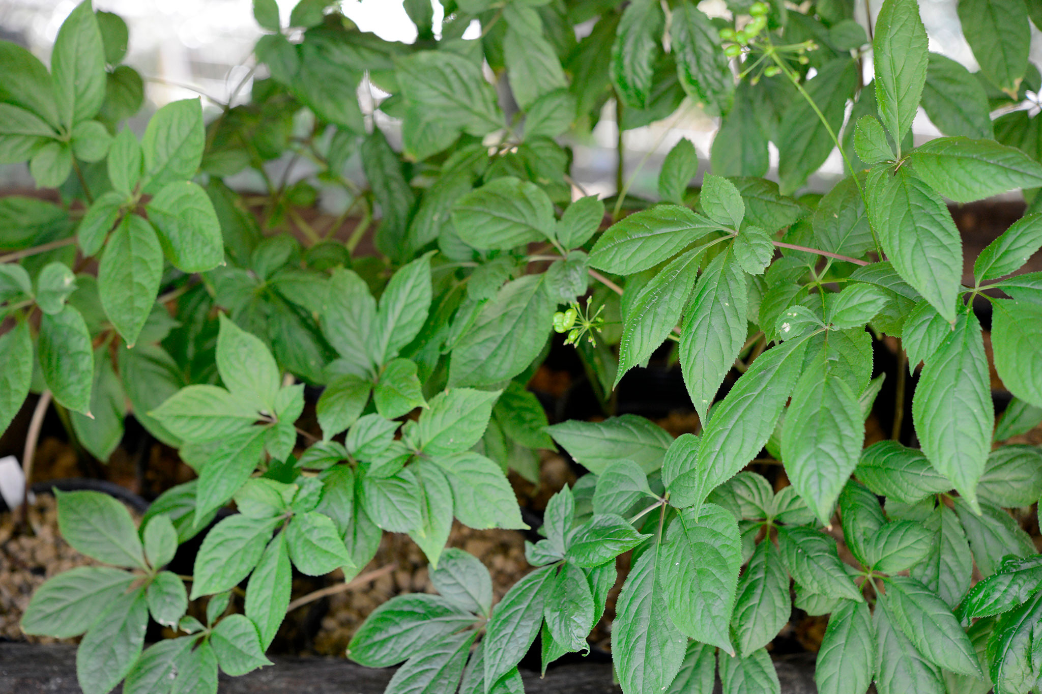 チョウセンニンジン