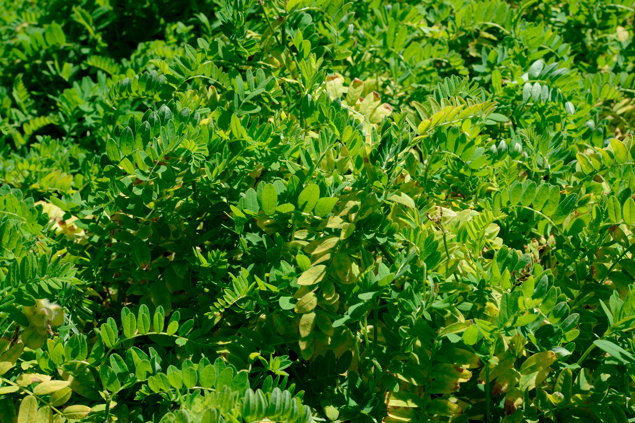 トラガカントゴムノキ