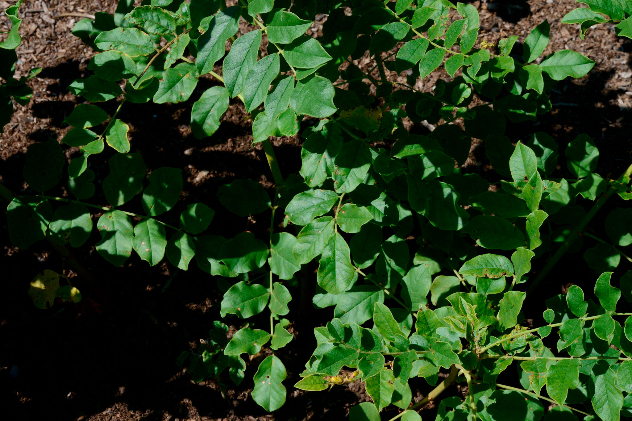 ウラルカンゾウ