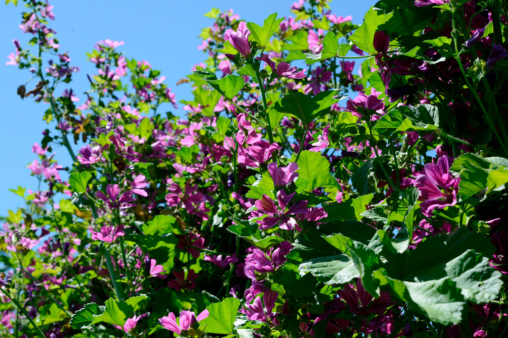 ウスベニアオイ